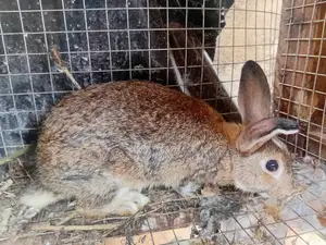 Farms Animals (Rabbits Farm)