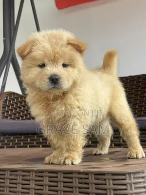 1-3 months Male Purebred Chow Chow
