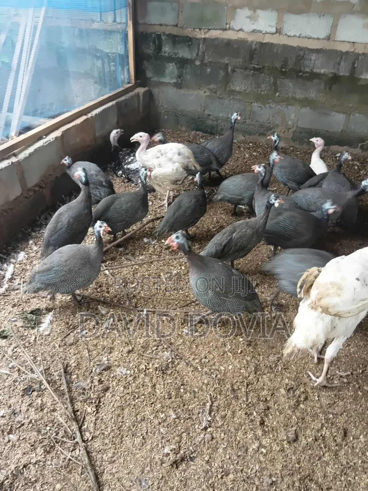 Guinea Fowls for Sale