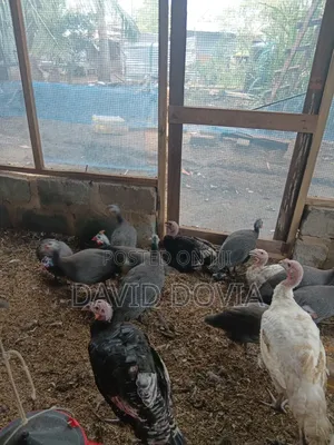 Guinea Fowls for Sale