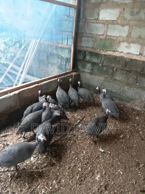 Guinea Fowls for Sale