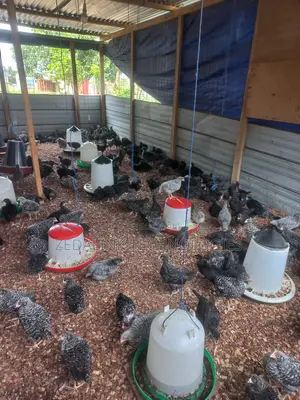 Fully Vacinated 6 Weeks Plymouth Cockerels for Sale