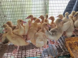 French Muscovy Ducklings