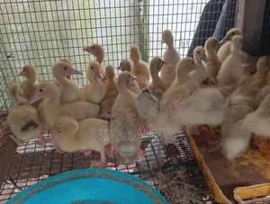 French Muscovy Ducklings