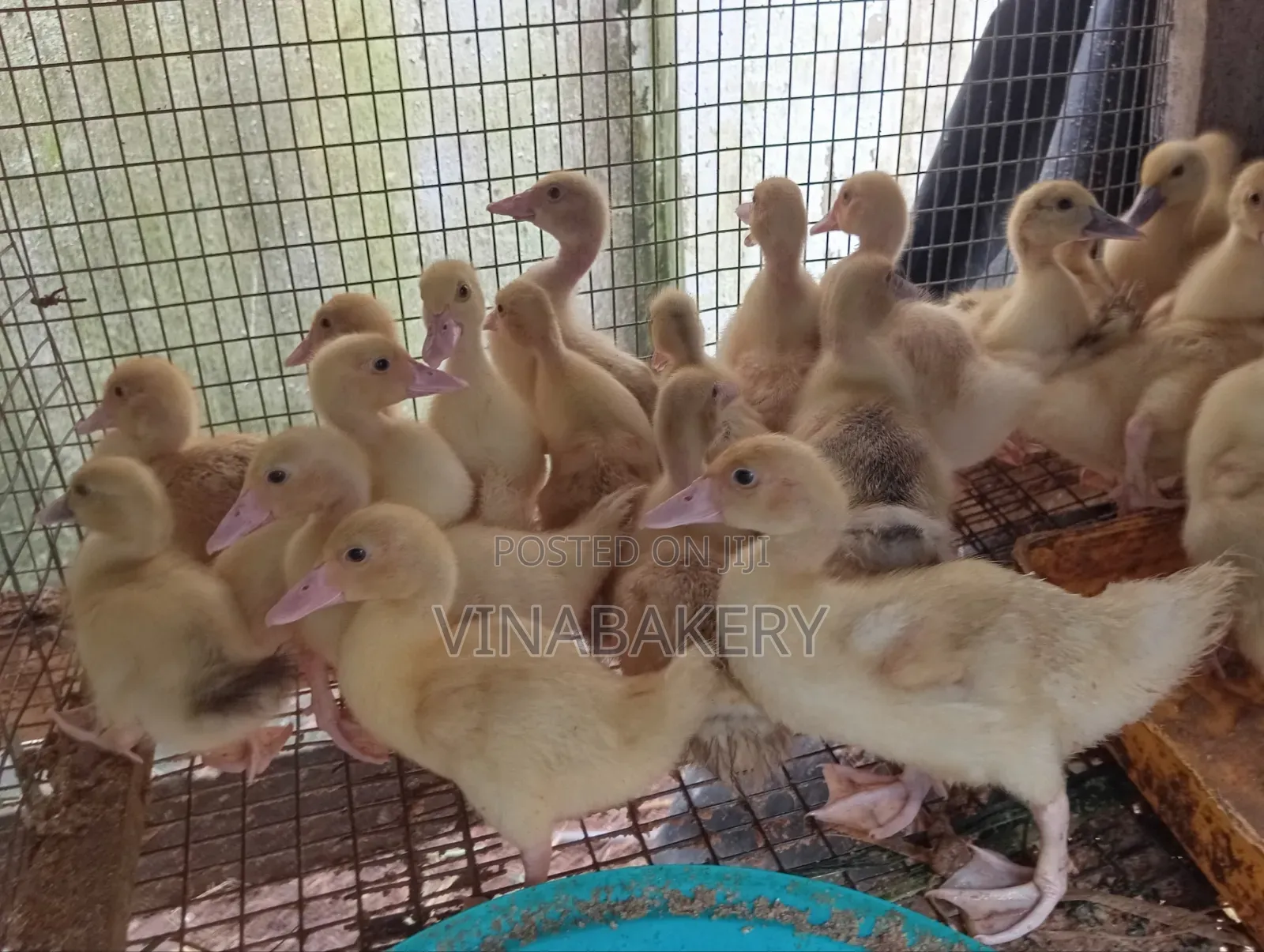 French Muscovy Ducklings