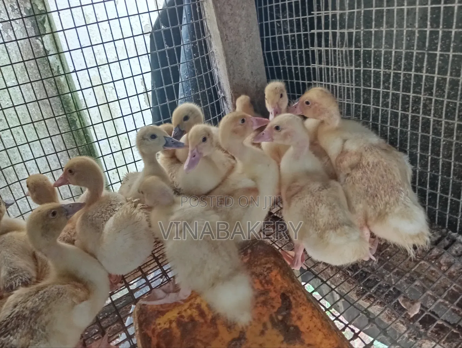 French Muscovy Ducklings
