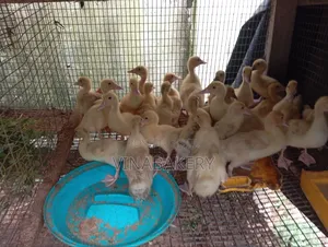 French Muscovy Ducklings