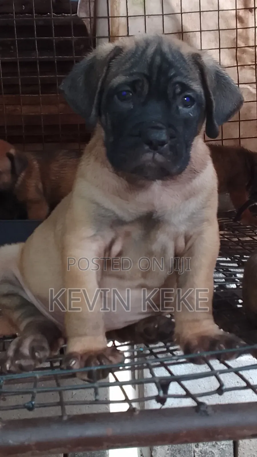 1-3 months Female Purebred Bullmastiff