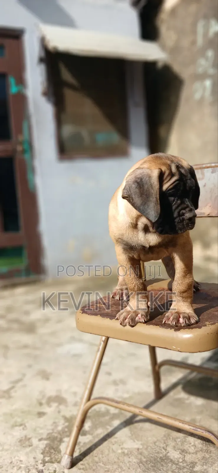 1-3 months Female Purebred Bullmastiff