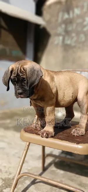 1-3 months Female Purebred Bullmastiff