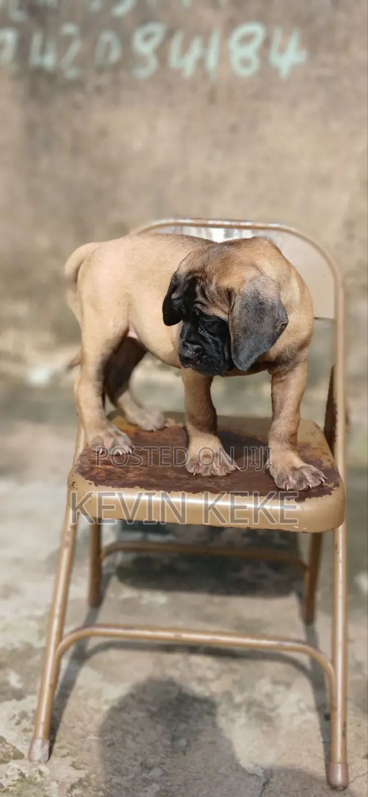 1-3 months Female Purebred Bullmastiff