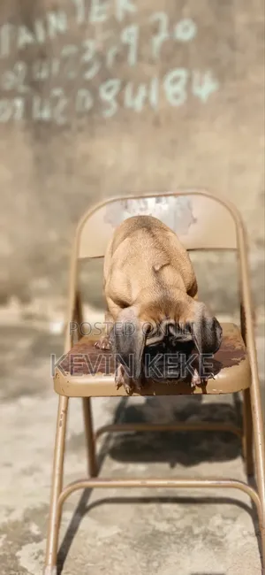 1-3 months Female Purebred Bullmastiff