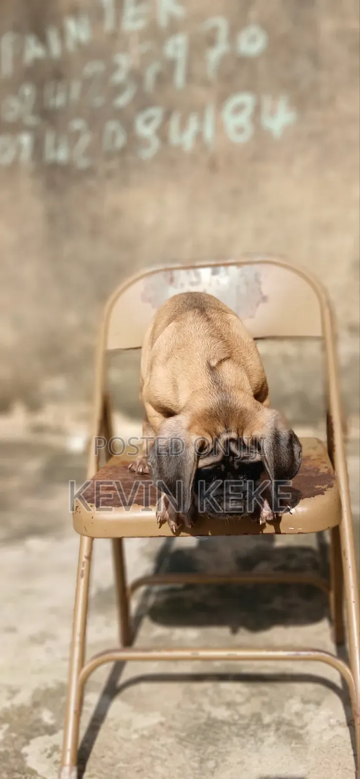 1-3 months Female Purebred Bullmastiff