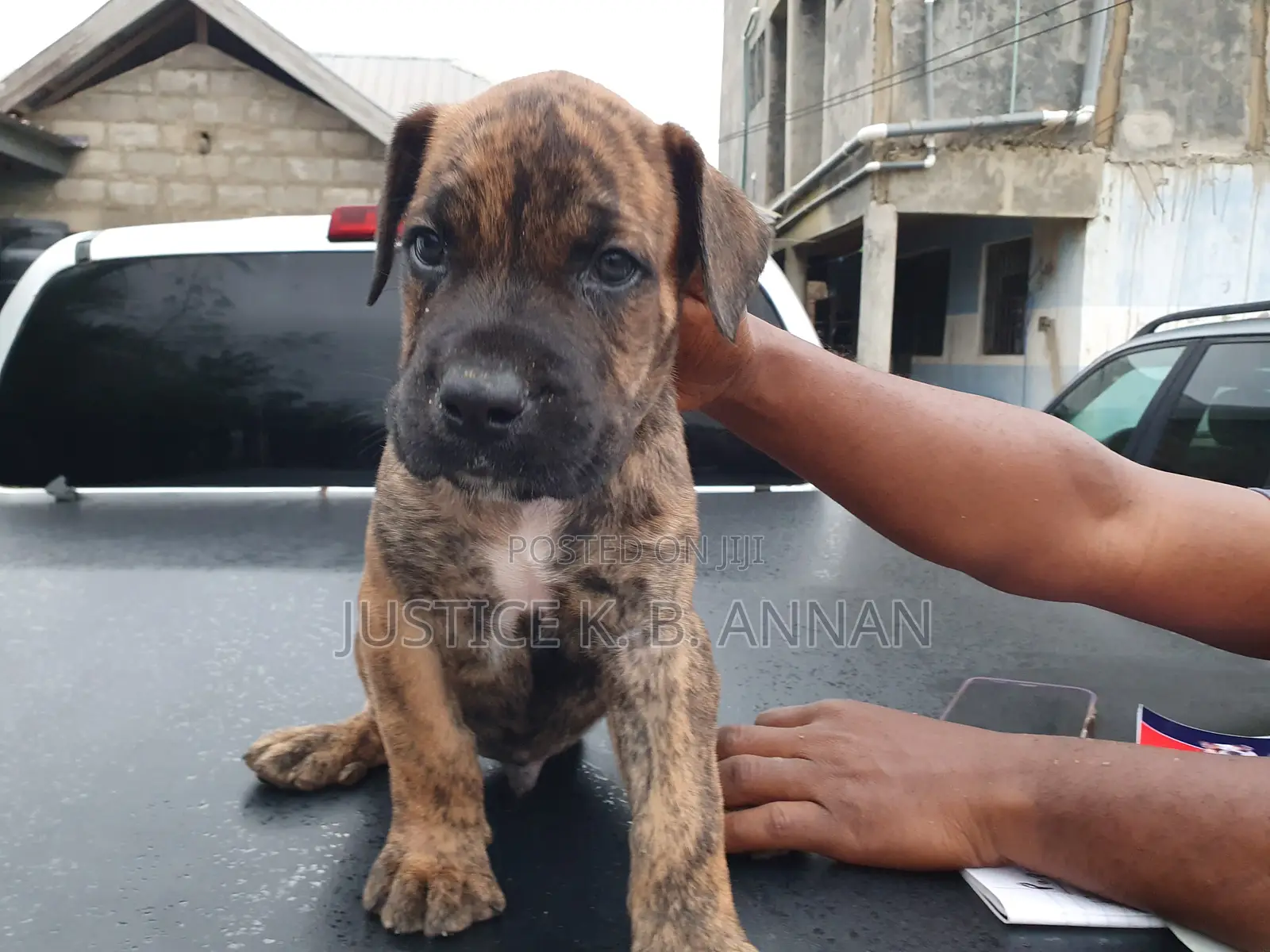 1-3 months Male Purebred Boerboel