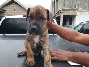 1-3 months Male Purebred Boerboel