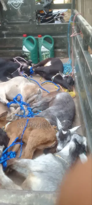 Pick and Choose Ur Goats, Quickly Place an Order, Arrange for Pickup.