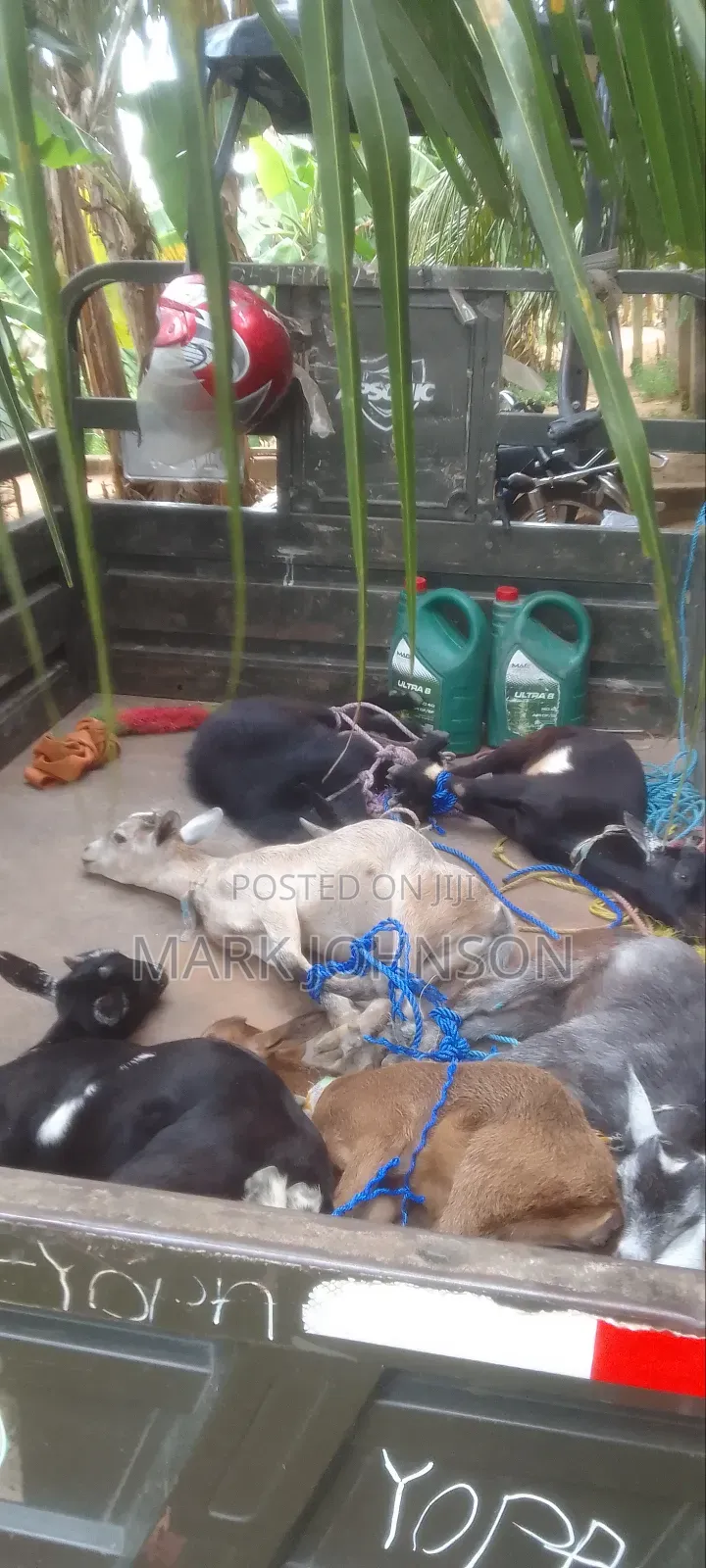 Pick and Choose Ur Goats, Quickly Place an Order, Arrange for Pickup.