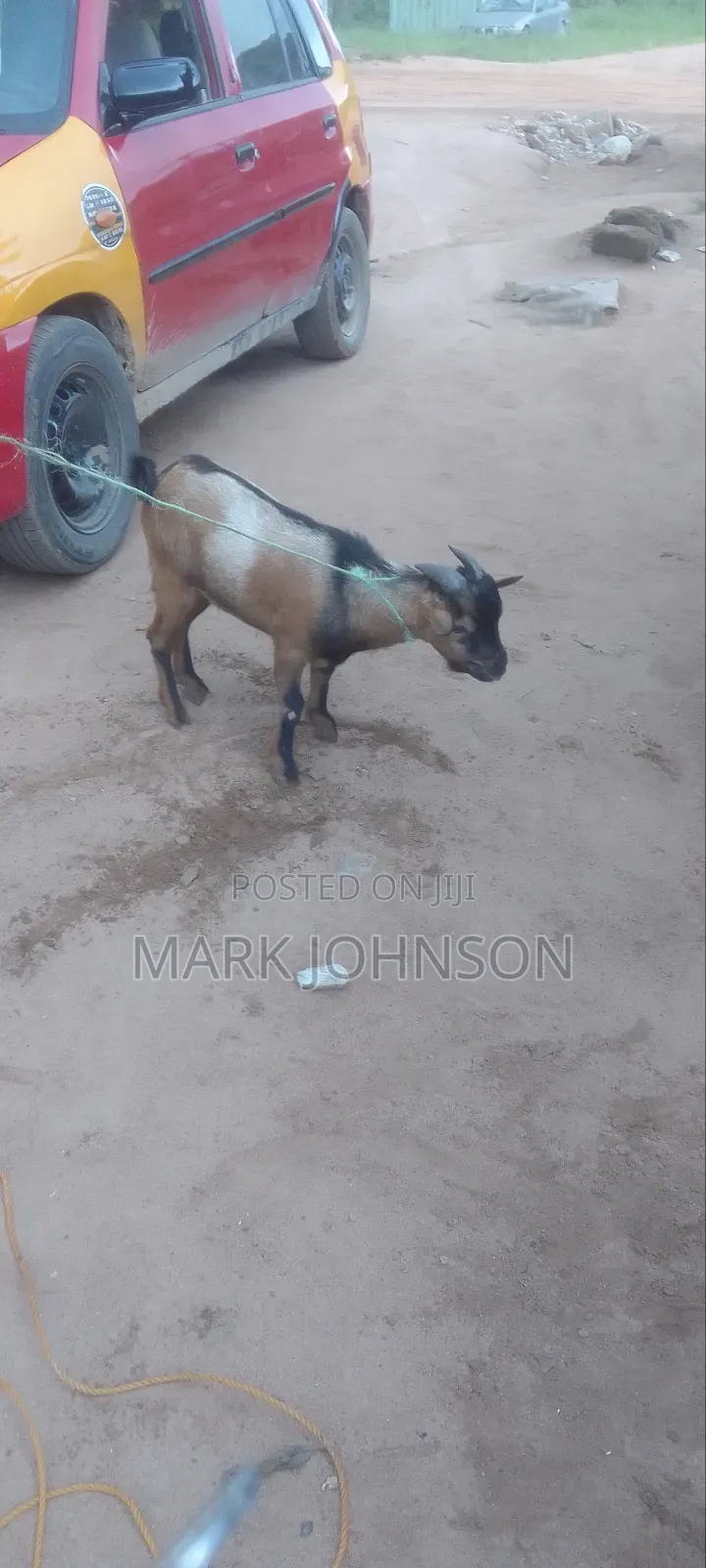 Pick and Choose Ur Goats, Quickly Place an Order, Arrange for Pickup.