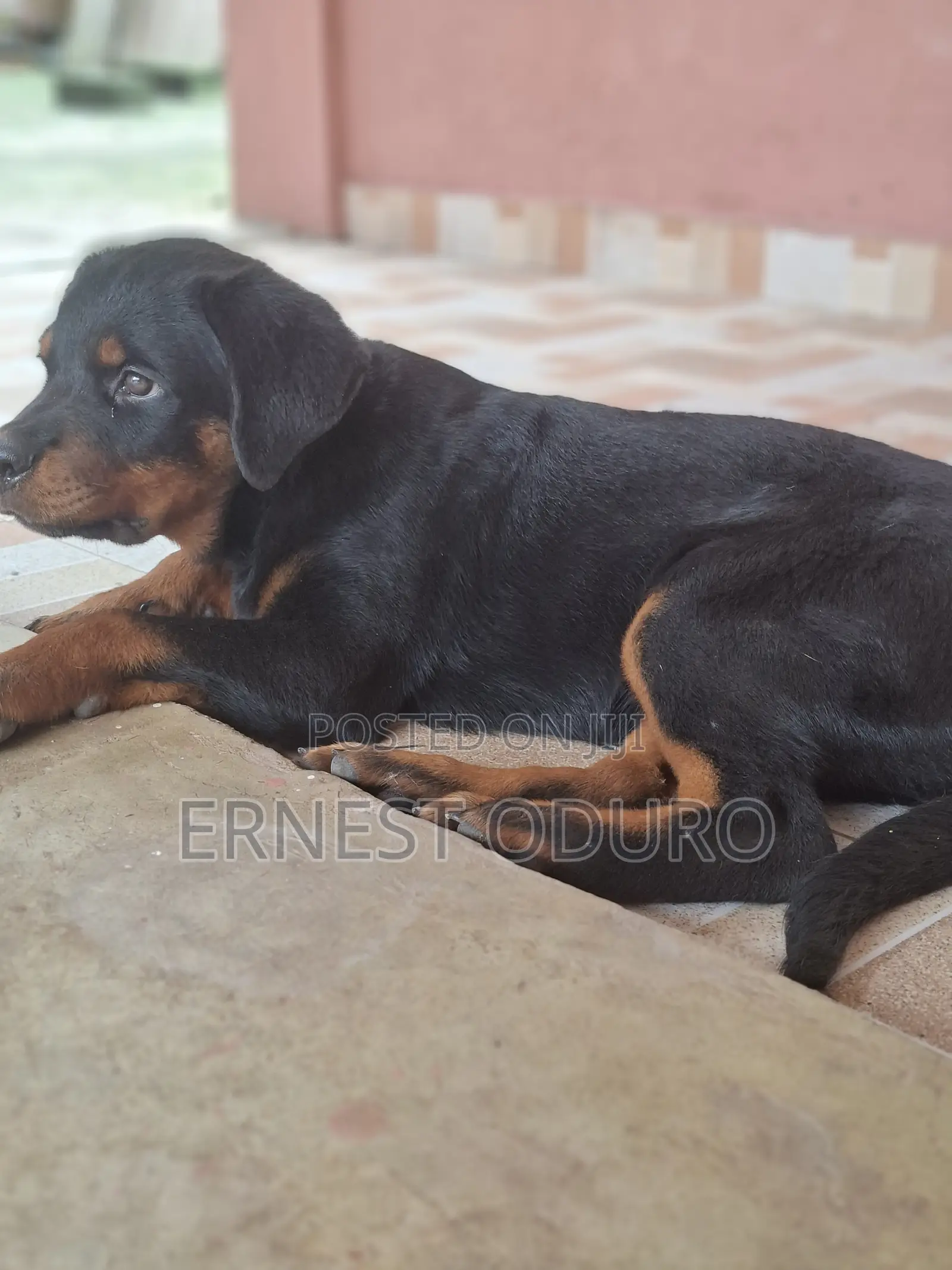 1-3 months Female Purebred Rottweiler