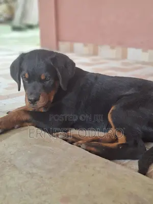 1-3 months Female Purebred Rottweiler