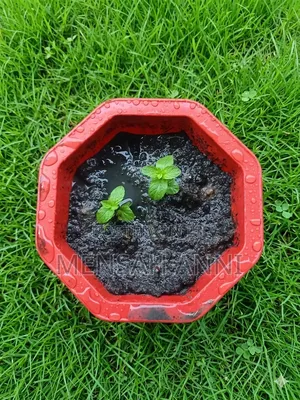 Greenhome Spearmint Leaves