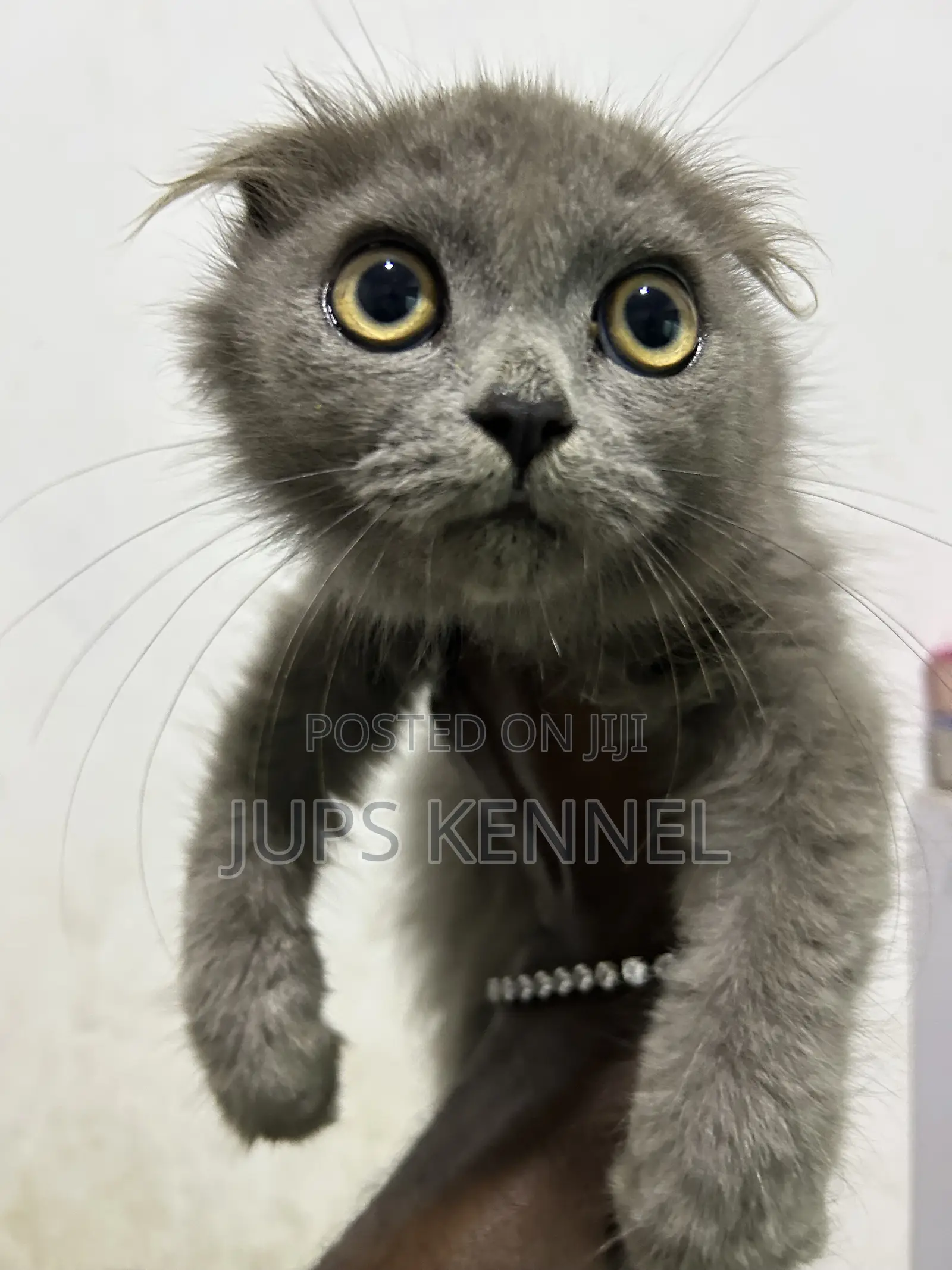 1-3 months Male Purebred Scottish Fold