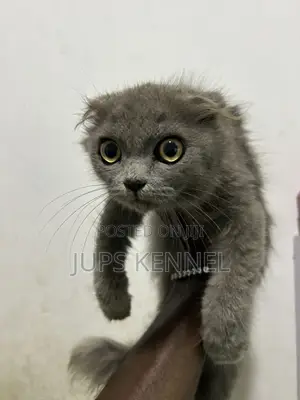 1-3 months Male Purebred Scottish Fold