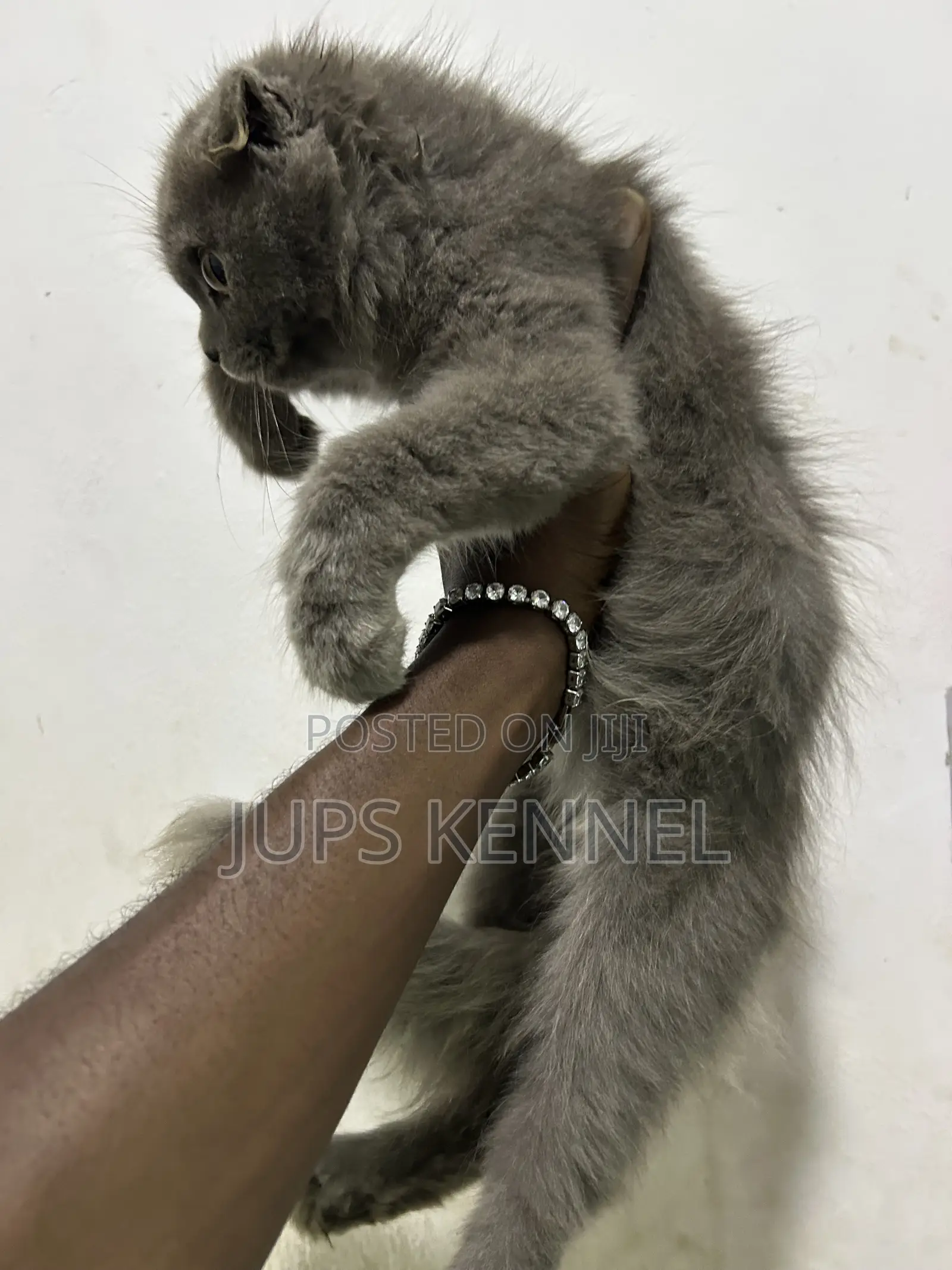 1-3 months Male Purebred Scottish Fold