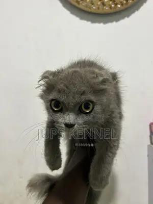 1-3 months Male Purebred Scottish Fold