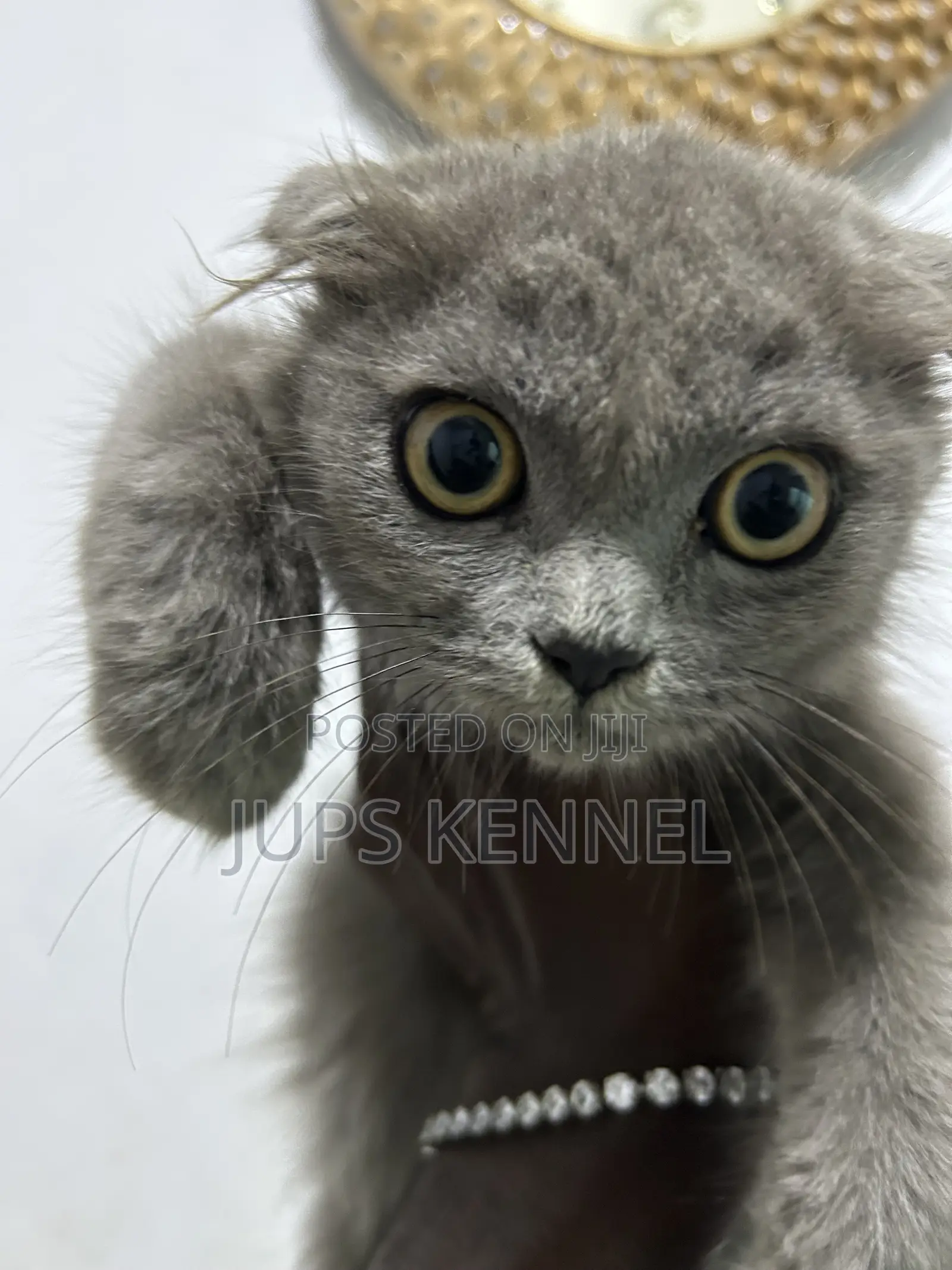 1-3 months Male Purebred Scottish Fold