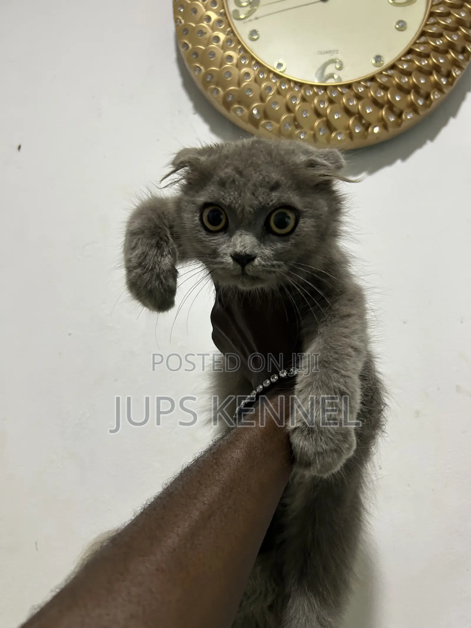 1-3 months Male Purebred Scottish Fold