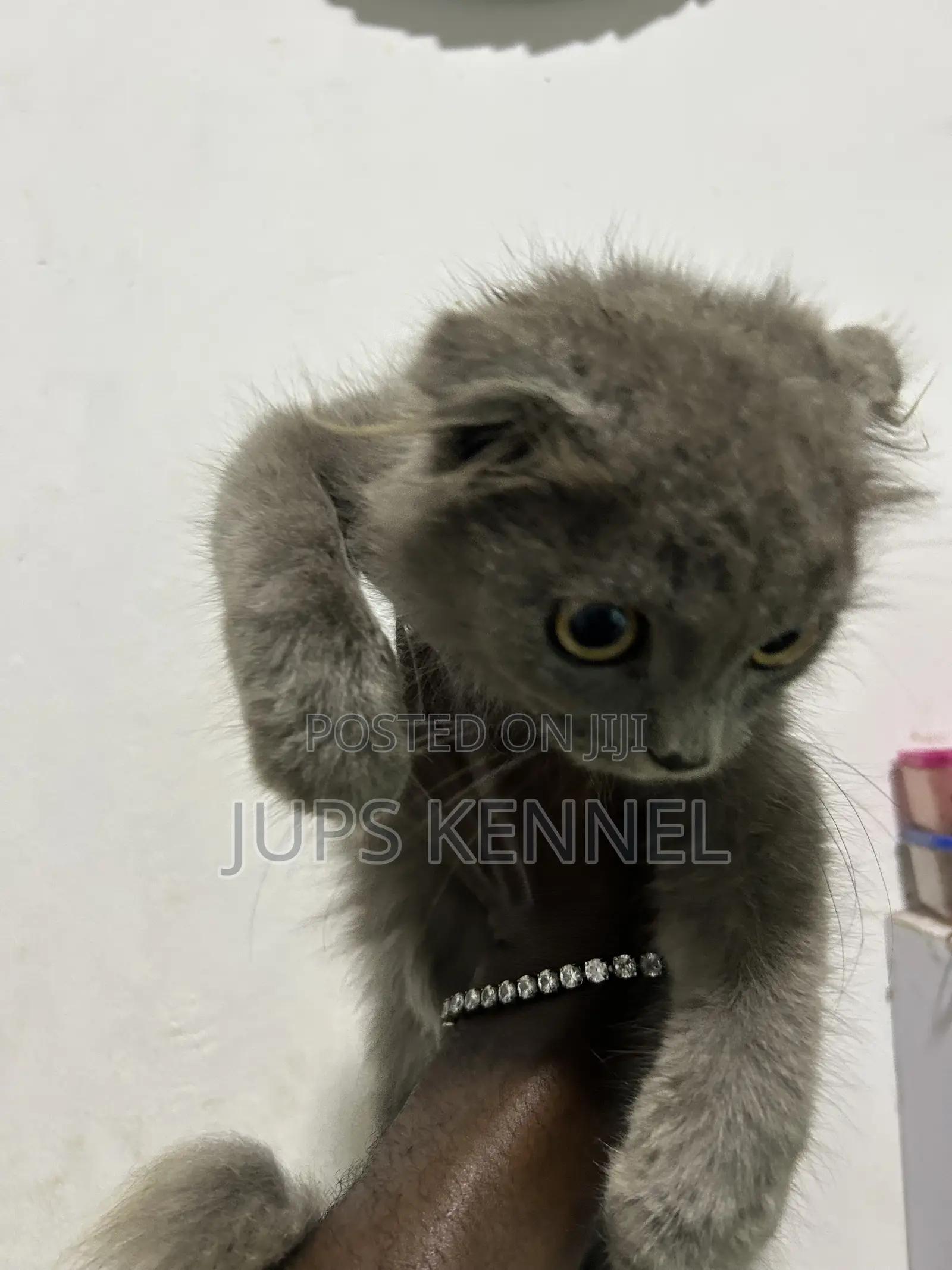 1-3 months Male Purebred Scottish Fold
