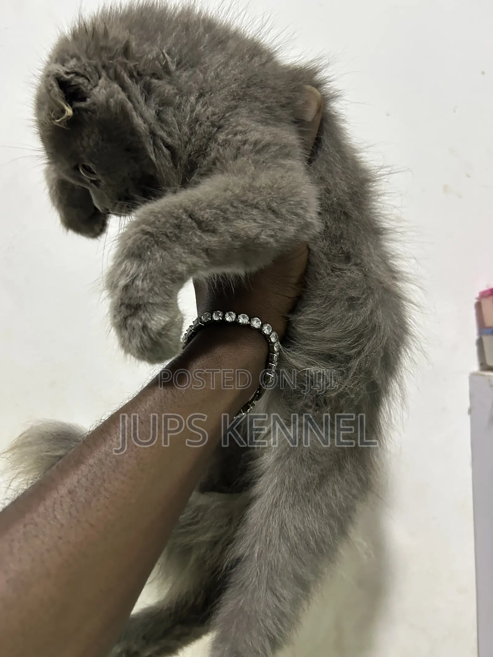 1-3 months Male Purebred Scottish Fold