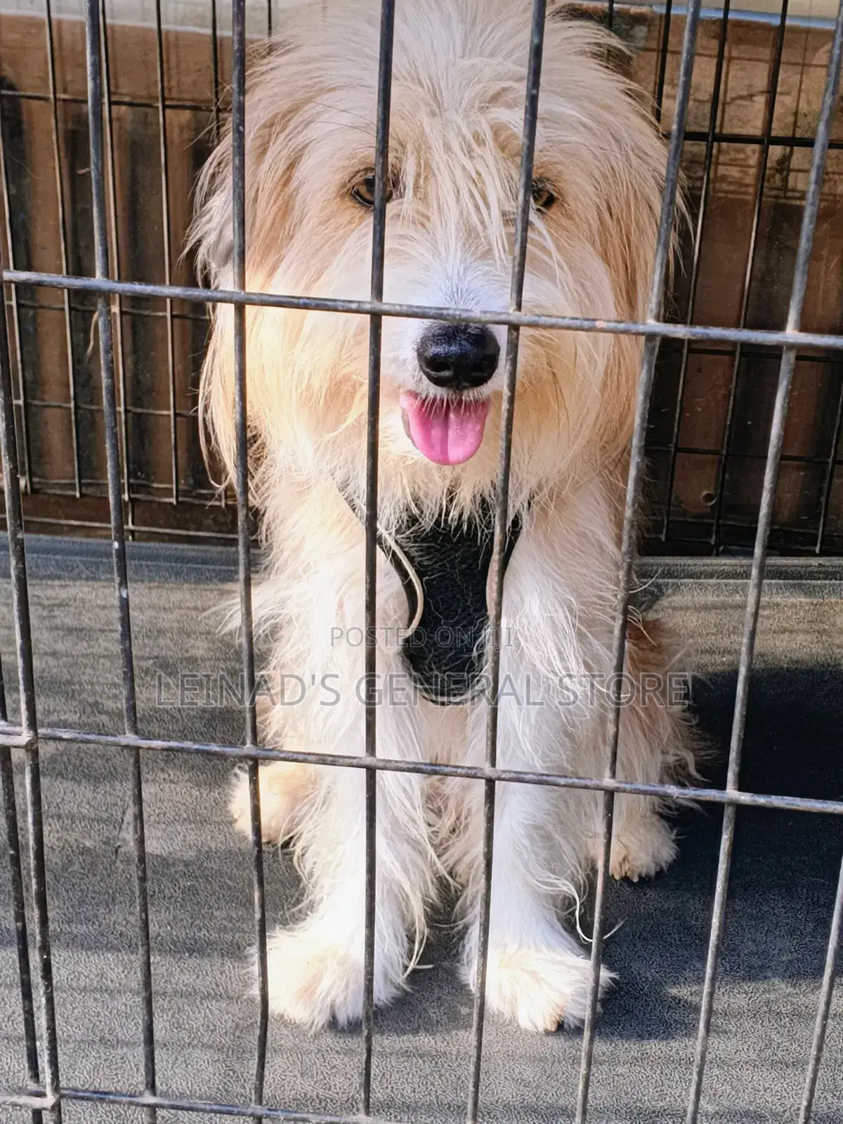 1+ year Male Mixed Breed Dog