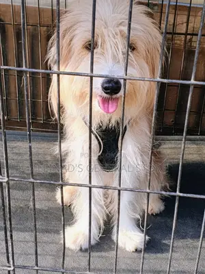 1+ year Male Mixed Breed Dog