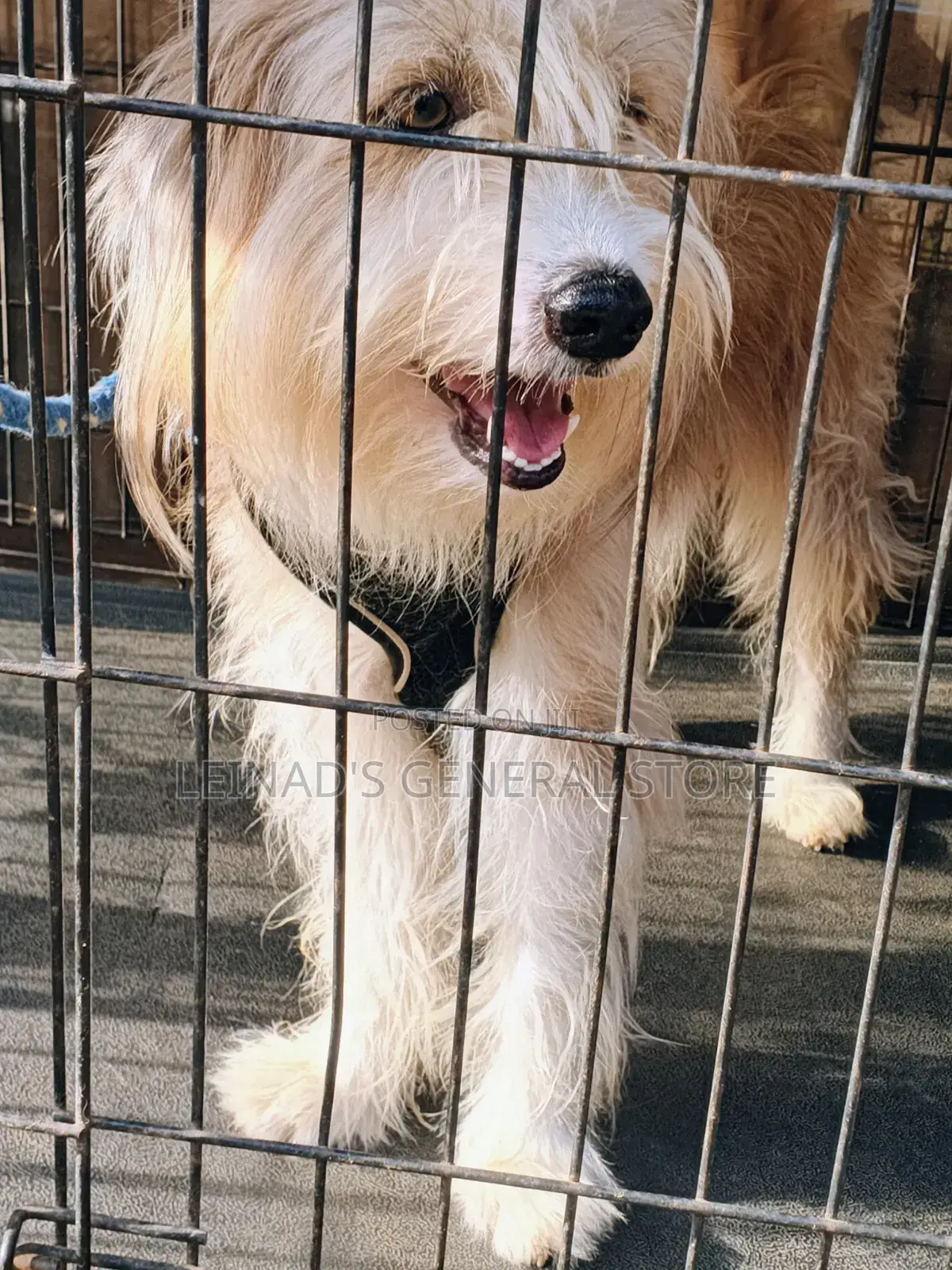 1+ year Male Mixed Breed Dog