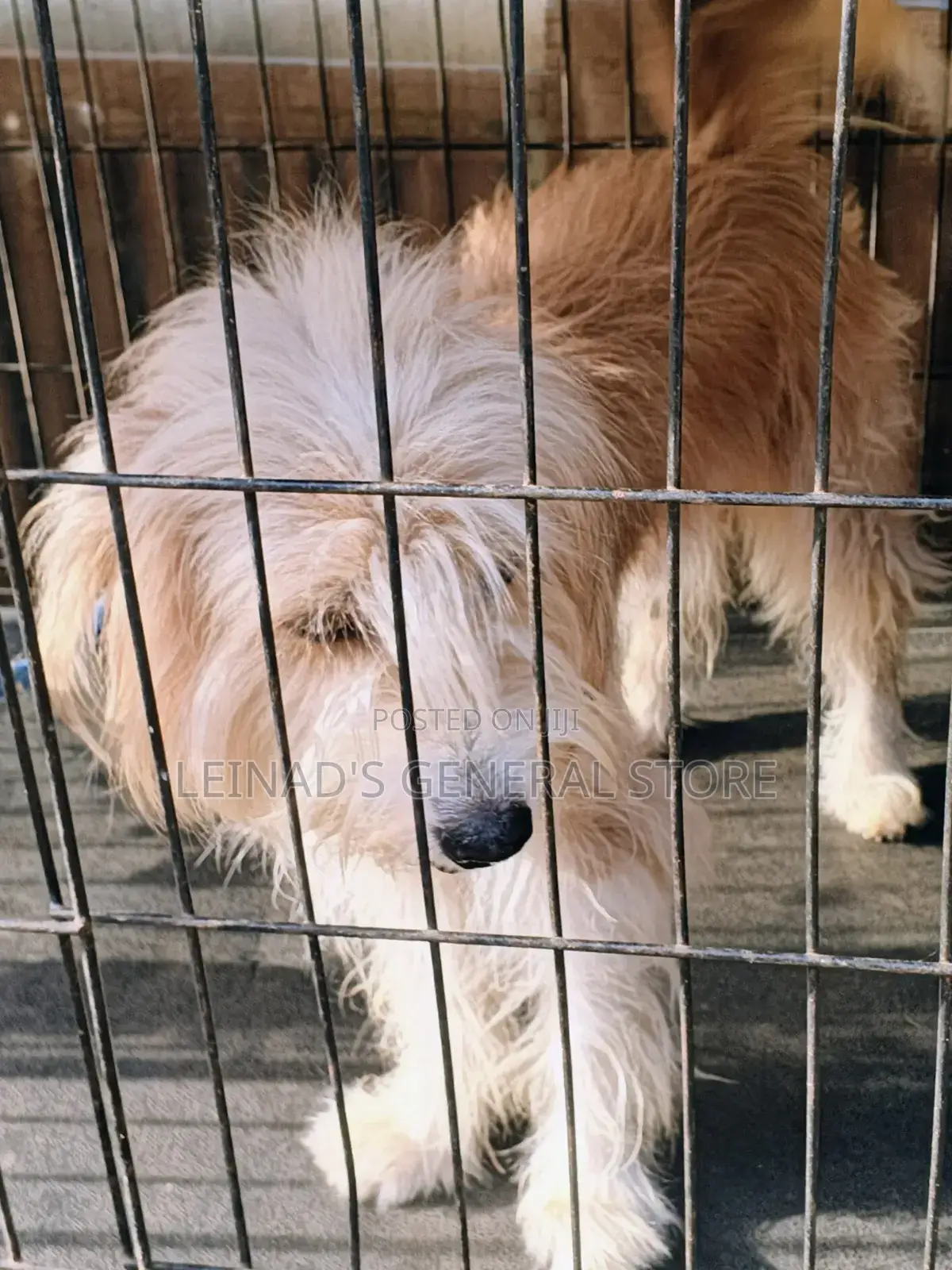 1+ year Male Mixed Breed Dog