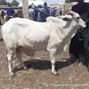 Healthy Gudali Cows