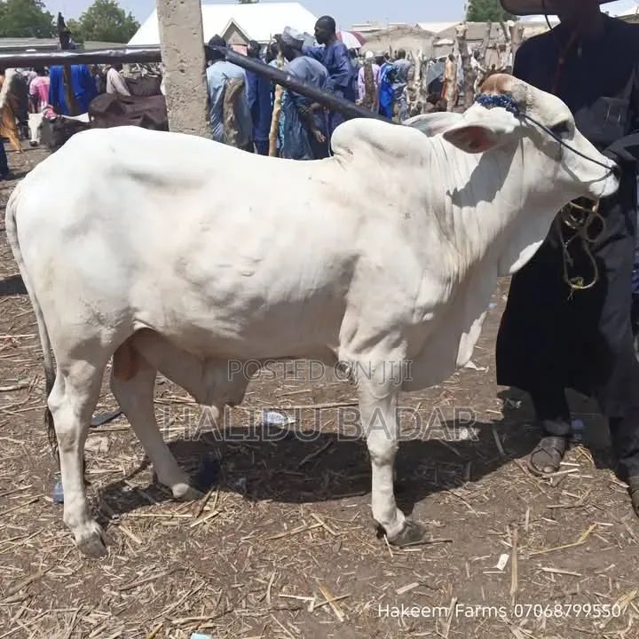 Healthy Gudali Cows