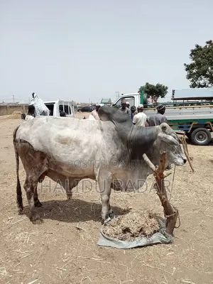 Healthy Gudali Cows