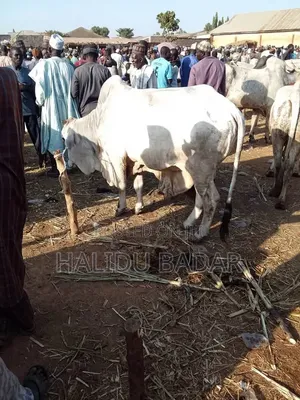 Healthy Gudali Cows