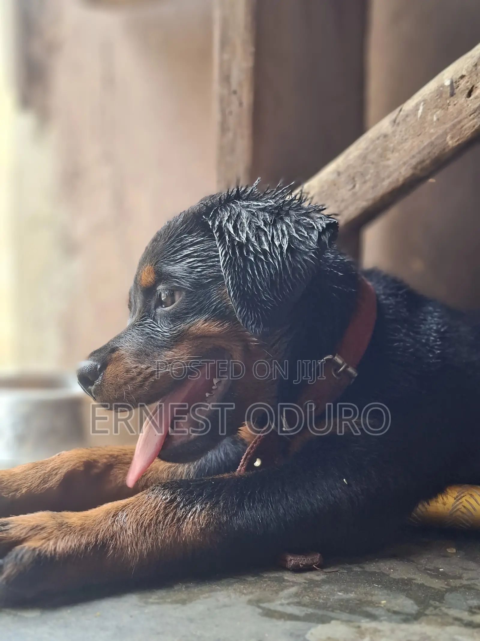 1-3 months Female Purebred Rottweiler