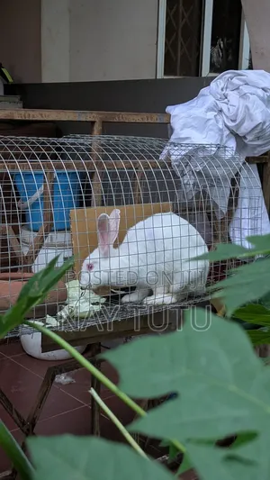 Cute Rabbit for Pet With Cage
