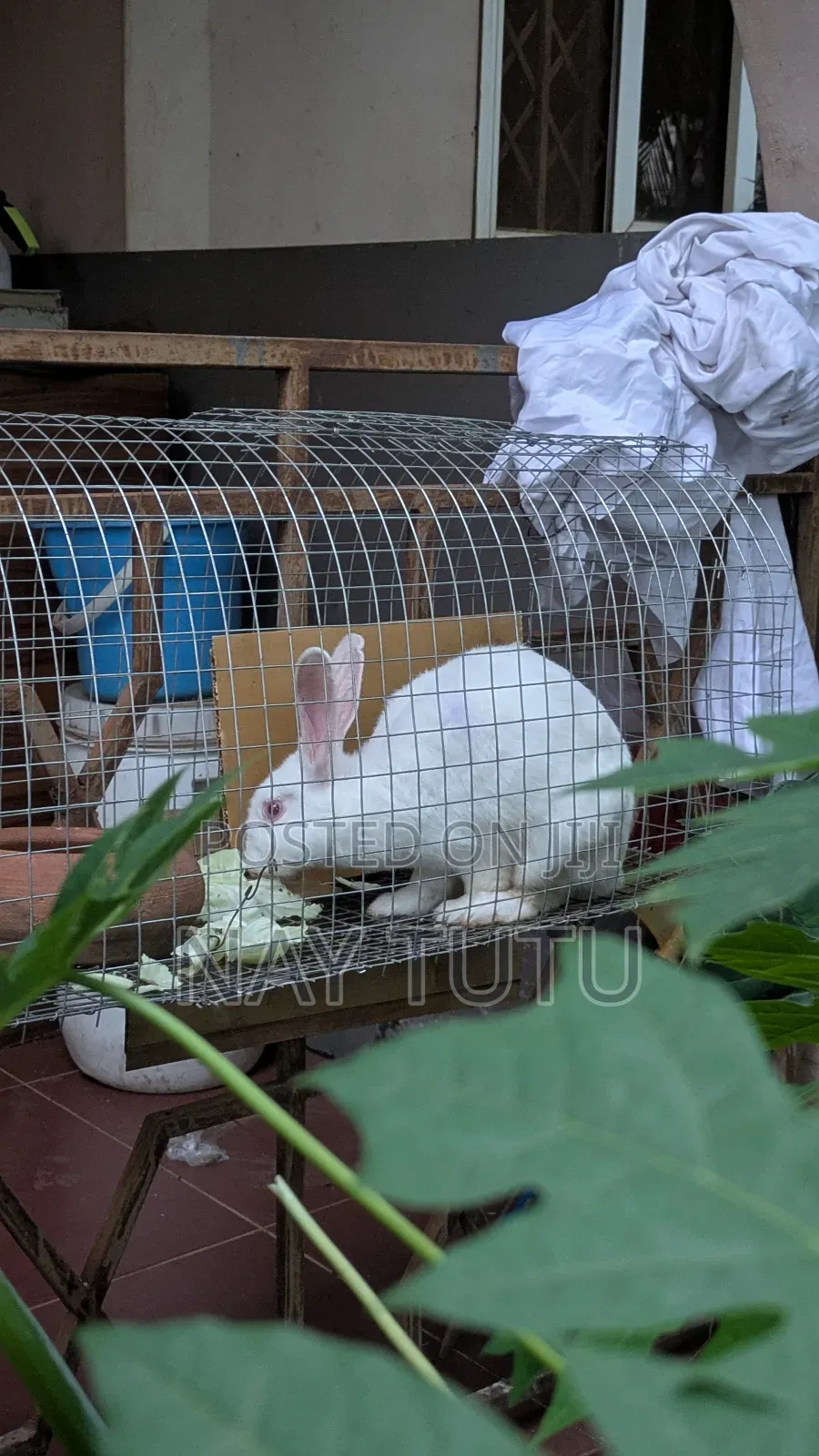 Cute Rabbit for Pet With Cage