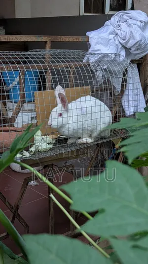 Cute Rabbit for Pet With Cage