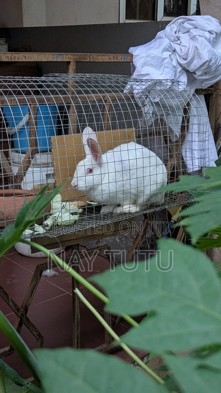 Cute Rabbit for Pet With Cage