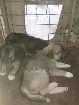 1-3 months Female Mixed Breed German Shepherd