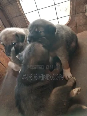 1-3 months Female Mixed Breed German Shepherd
