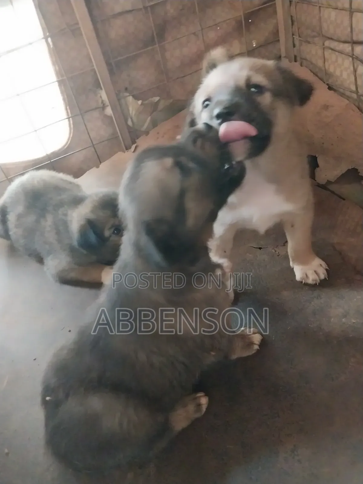1-3 months Female Mixed Breed German Shepherd