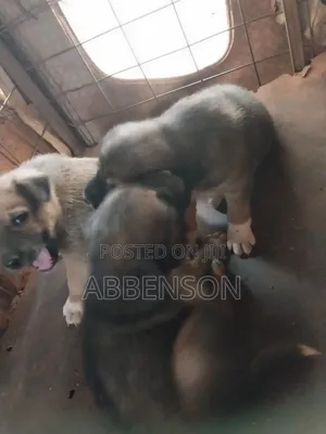 1-3 months Female Mixed Breed German Shepherd